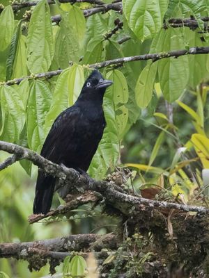 Amazonian Umbrellabird - Amazoneparasolvogel - Coracine ornée