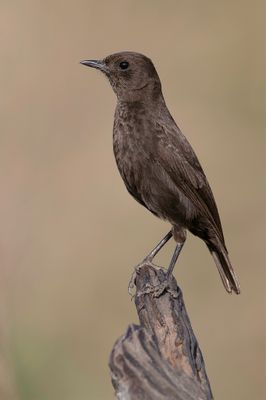 Sooty Chat - Zwarte Miertapuit - Traquet commandeur (f)
