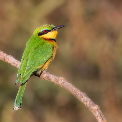 Little Bee-eater - Dwergbijeneter - Gupier nain