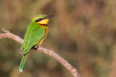 Little Bee-eater - Dwergbijeneter - Gupier nain