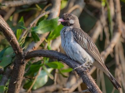 Greater Honeyguide - Grote Honingspeurder - Grand Indicateur