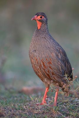 Red-necked Spurfowl - Roodkeelfrankolijn - Francolin  gorge rouge
