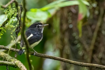 Black-and-white Tody-Flycatcher - Zwart-witte Todietiran - Microtyran noir et blanc