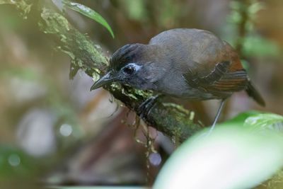 Sooty Antbird - Roetkleurige Miervogel - Alapi fuligineux