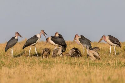 Marabou Stork - Afrikaanse Maraboe - Marabout d'Afrique