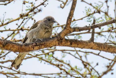 Scaly-throated Honeyguide - Schubkeelhoningspeurder - Indicateur vari