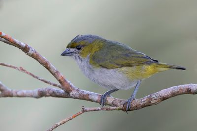 White-lored Euphonia - Goudbuikorganist - Organiste fardé (f)