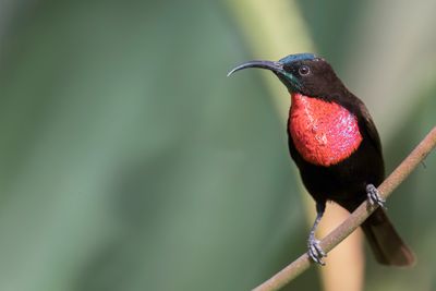 Scarlet-chested Sunbird - Roodborsthoningzuiger - Souimanga  poitrine rouge (m)