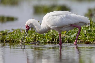 African Spoonbill - Afrikaanse Lepelaar - Spatule d'Afrique