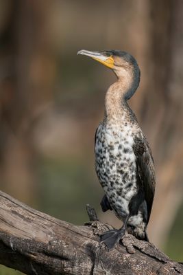 Great Cormorant - Aalscholver - Grand Cormoran