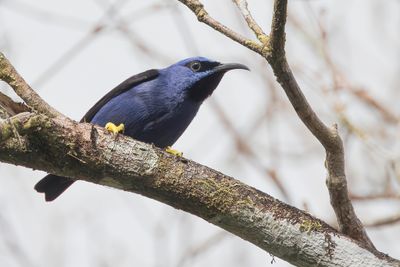 Purple Honeycreeper - Purpersuikervogel - Guit-guit céruléen (m)