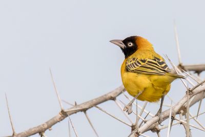 Lesser Masked Weaver - Kleine Textorwever - Tisserin intermdiaire (m)