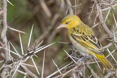 Lesser Masked Weaver - Kleine Textorwever - Tisserin intermdiaire (f)