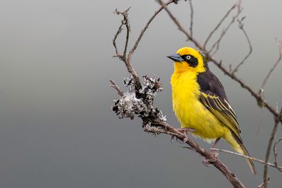 Baglafecht Weaver - Baglafechtwever - Tisserin baglafecht (m)