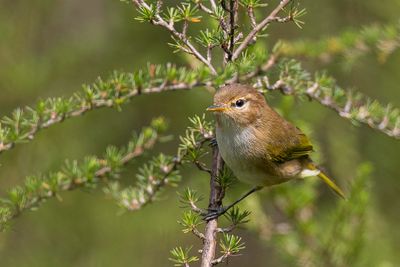 Brown Woodland Warbler - Rppells Boszanger - Pouillot ombr