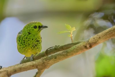 Yellow-bellied Tanager - Geelbuiktangare - Calliste à ventre jaune