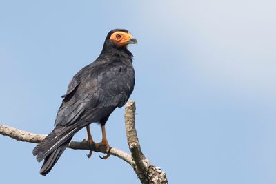 Black Caracara - Zwarte Caracara - Caracara noir