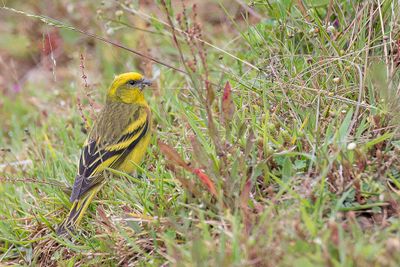 Yellow-crowned Canary - Geelkruinkanarie - Serin  calotte jaune