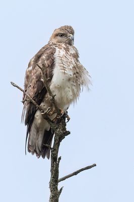 Mountain Buzzard - Bergbuizerd - Buse montagnarde