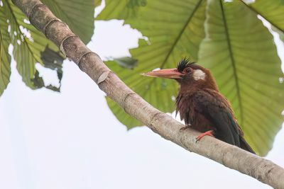 White-eared Jacamar - Kortstaartglansvogel - Jacamar oreillard