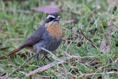 Cape Robin-Chat - Kaapse Lawaaimaker - Cossyphe du Cap