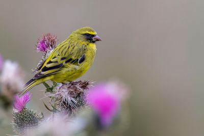 African Citril - Dunbekkanarie - Serin d'Abyssinie (m)