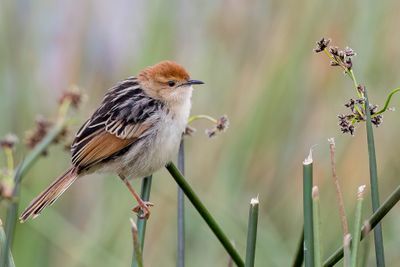 Levaillant's Cisticola - Valleigraszanger - Cisticole  sonnette