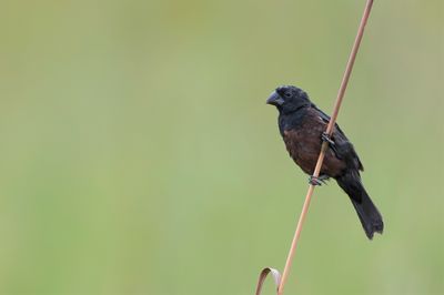 Chestnut-bellied Seed Finch - Zwartkopzaadkraker - Sporophile curio (m)