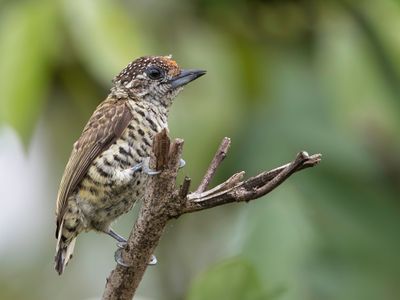 Lafresnaye's Piculet - Lafresnayes Dwergspecht - Picumne de Lafresnaye (m)