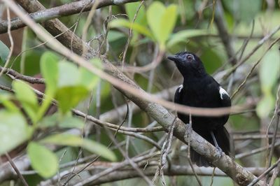 White-shouldered Antbird - Witschoudermiervogel - Alapi  paules blanches (m)