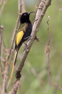 Golden-winged Sunbird - Goudvleugelhoningzuiger - Souimanga  ailes dores (m)