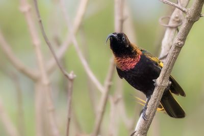 Golden-winged Sunbird - Goudvleugelhoningzuiger - Souimanga  ailes dores (m)