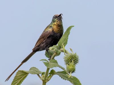 Bronzy Sunbird - Bronshoningzuiger - Souimanga bronz (m)