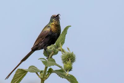 Bronze Sunbird - Bronshoningzuiger - Souimanga bronz (m)