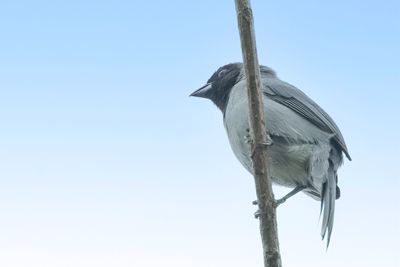Black-faced Tanager - Sluiertangare - Tangara à camail