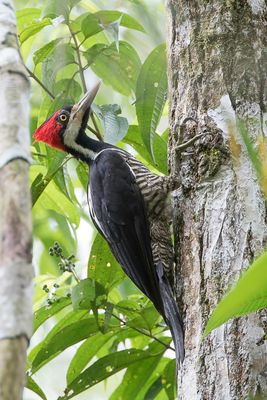 Crimson-crested Woodpecker - Zwartkeelspecht - Pic de Malherbe (f)