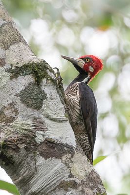 Crimson-crested Woodpecker - Zwartkeelspecht - Pic de Malherbe (m)
