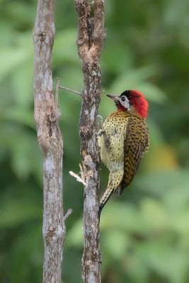 Spot-breasted Woodpecker - Vlekborstgrondspecht - Pic de Cayenne (m)