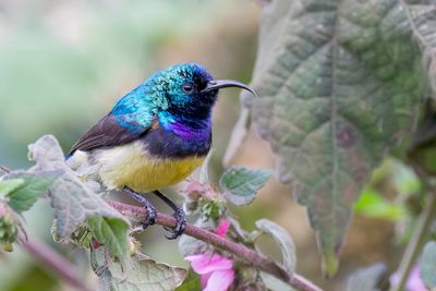 Variable Sunbird - Ornaathoningzuiger - Souimanga  ventre jaune (m)