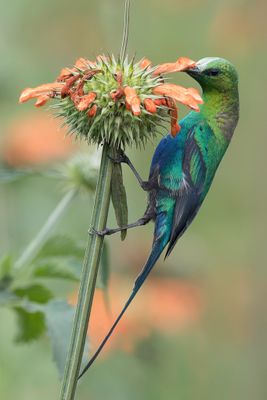 Malachite Sunbird - Emeraldhoningzuiger - Souimanga malachite (m)