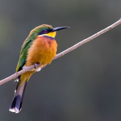 Cinnamon-chested Bee-eater - Bergbijeneter - Gupier montagnard
