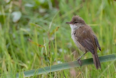 Lesser Swamp Warbler - Kaapse Rietzanger - Rousserolle  bec fin