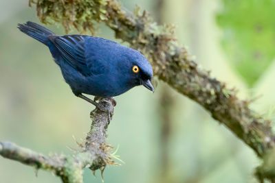 Golden-eyed Flowerpiercer - Goudoogberghoningkruiper - Percefleur glauque
