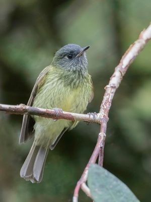 Streak-necked Flycatcher - Streepnekpipratiran - Pipromorphe strié