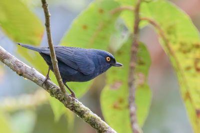 Golden-eyed Flowerpiercer - Goudoogberghoningkruiper - Percefleur glauque