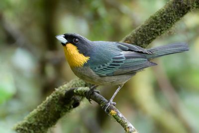 Yellow-throated Tanager - Geelkeeltangare - Tangara à bavette jaune
