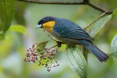 Yellow-throated Tanager - Geelkeeltangare - Tangara à bavette jaune