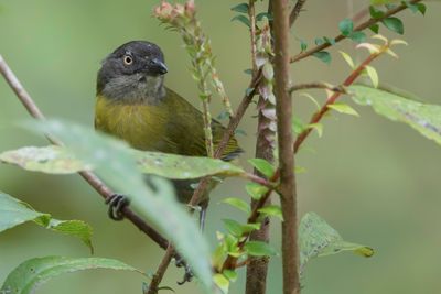 Common Chlorospingus - Briltangare - Chlorospin des buissons