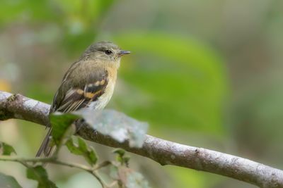 Handsome Flycatcher - Goudborsttiran - Moucherolle superbe