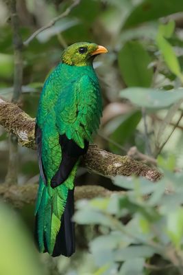Golden-headed Quetzal - Goudkopquetzal - Quetzal dor (m)
